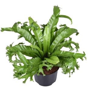 Asplenium nidus Crissie