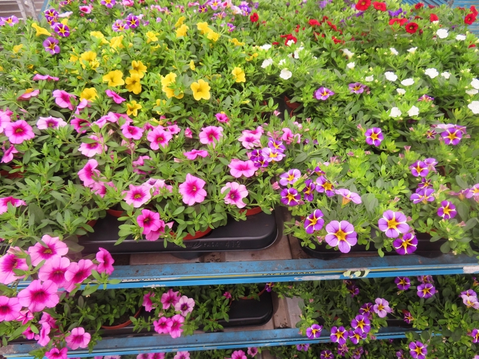 <h4>PET MINIFAMOUS MIXK</h4>