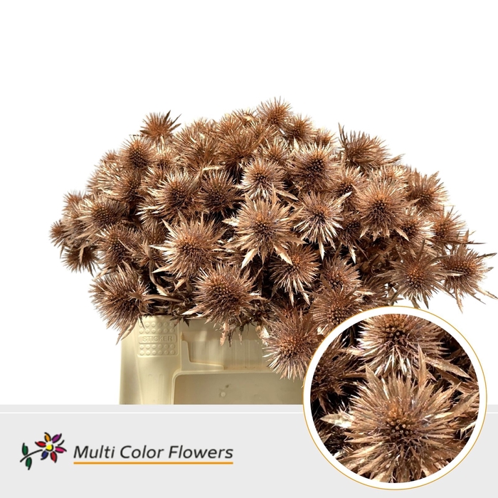 <h4>Eryngium Koper</h4>