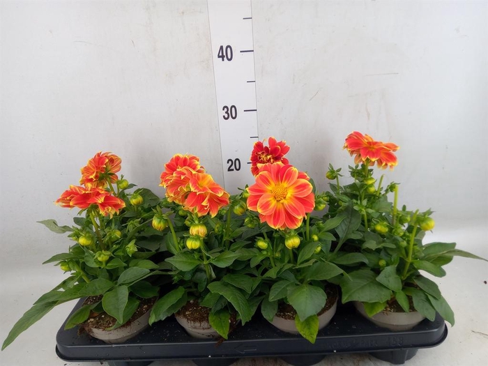 <h4>Dahlia DE 'Labella Medio'   ...mix</h4>