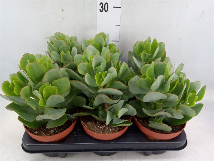 <h4>Crassula arborescens</h4>