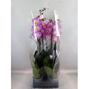 Phalaenopsis  'Ant Split'