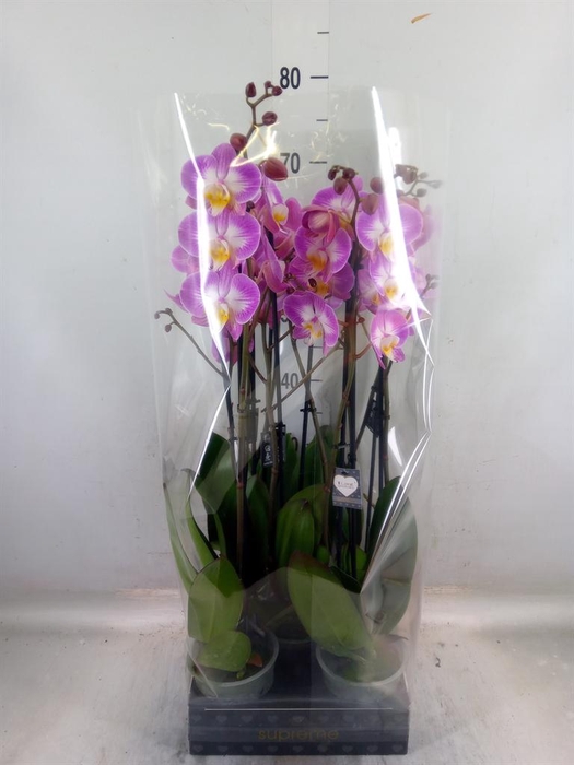 <h4>Phalaenopsis  'Ant Split'</h4>