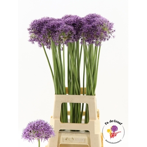 ALLIUM VIOLET BEAUTY