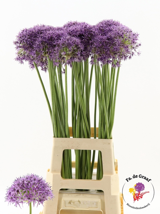<h4>ALLIUM VIOLET BEAUTY</h4>