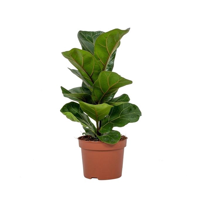 <h4>Ficus Bambino 12cm</h4>