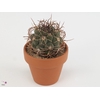 Gymnocalycium saglionis