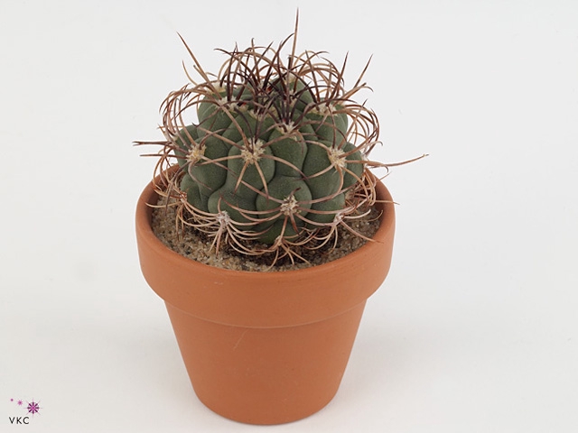 Gymnocalycium saglionis