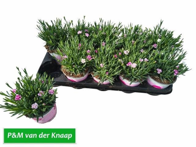 <h4>DIAN DI PINK KISSES</h4>