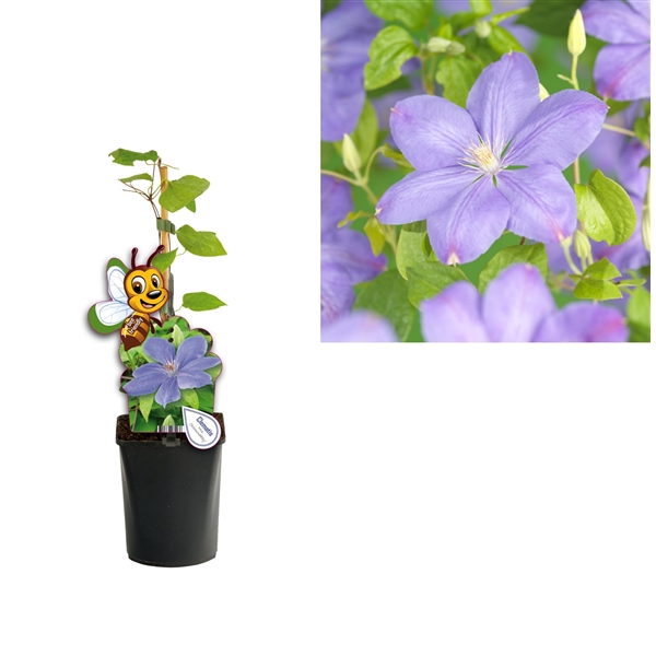 <h4>Clematis 'Mrs. Cholmondeley' +bee label</h4>
