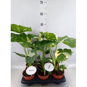 Monstera delic. 'Thai Constellatio'