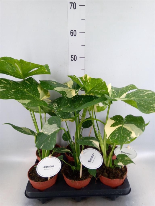 <h4>Monstera delic. 'Thai Constellatio'</h4>