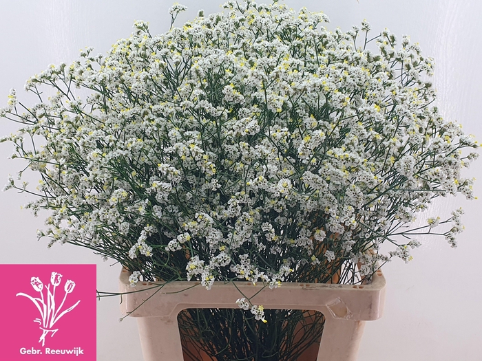 <h4>LIM SIN BRIGHT DIA</h4>