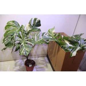 arr8 Monstera Del Variega