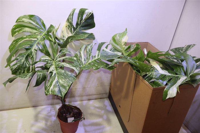 <h4>arr8 Monstera Del Variega</h4>