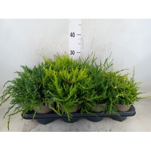 Conifers   ...mix