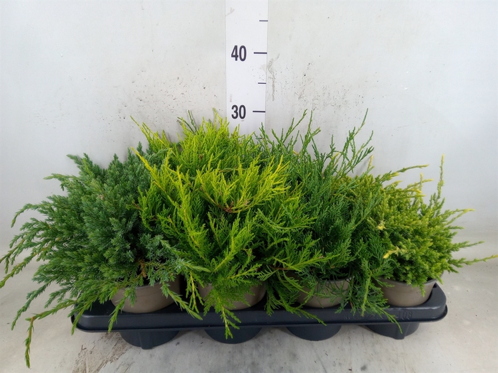 <h4>Conifers   ...mix</h4>