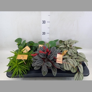 Peperomia   ...mix