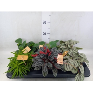 Peperomia   ...mix