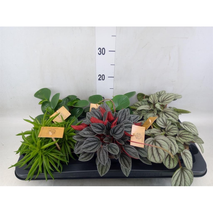 <h4>Peperomia   ...mix</h4>