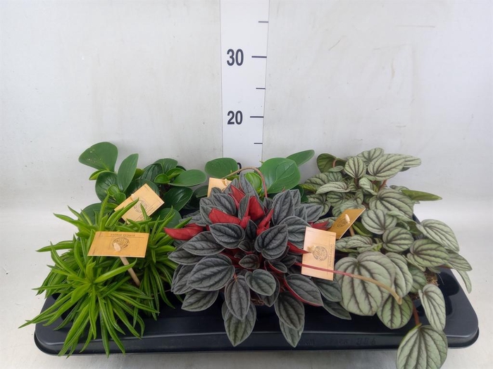 <h4>Peperomia   ...mix</h4>