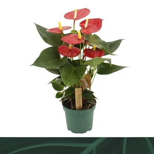 Anthurium (Andreanum Grp) Aroha