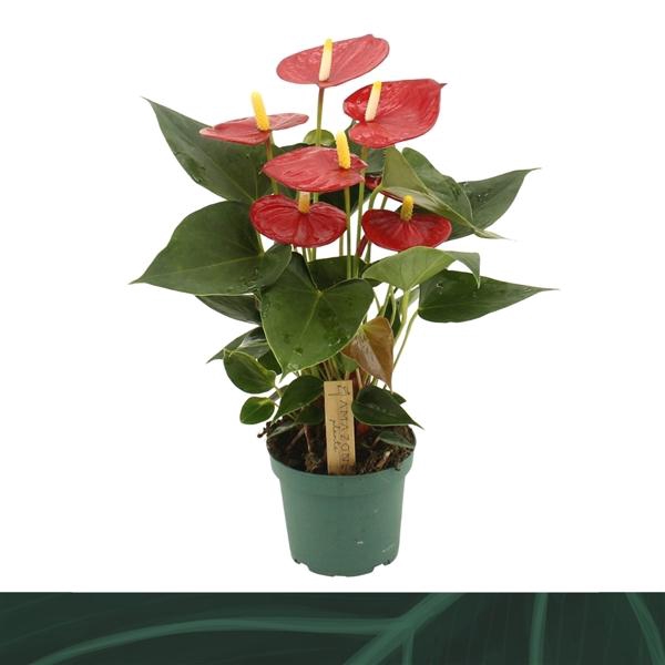 <h4>Anthurium (Andreanum Grp) Aroha</h4>