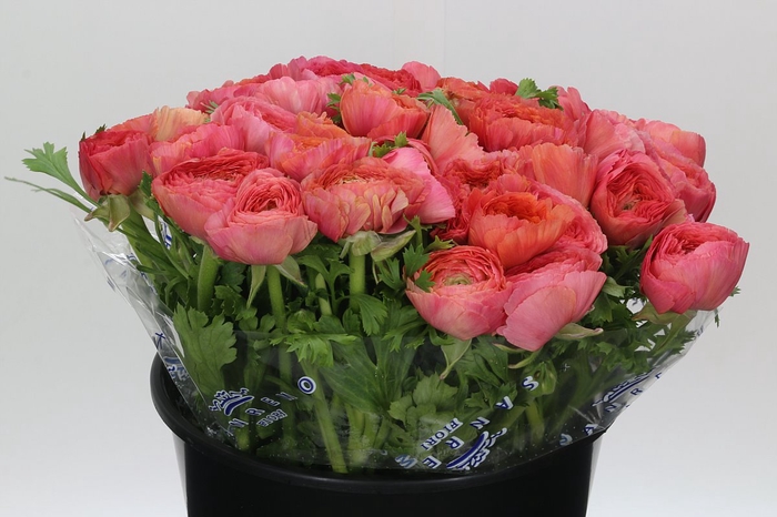 <h4>Ranunculus Clooney Fragolino Super</h4>