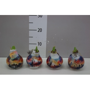 Hippeastrum Wax Capitals Mix