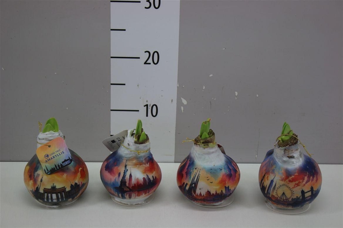 <h4>Hippeastrum Wax Capitals Mix</h4>