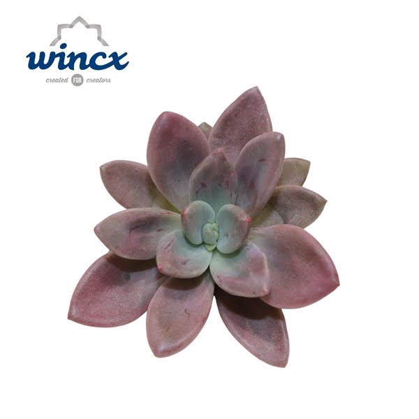 <h4>Graptoveria Rosie Crow Cutflower</h4>