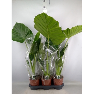 Alocasia macrorrhiza