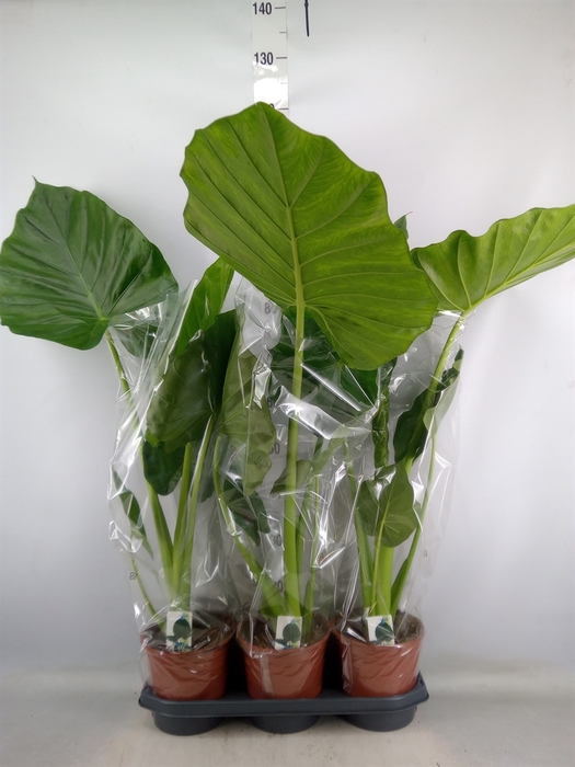 <h4>Alocasia macrorrhiza</h4>