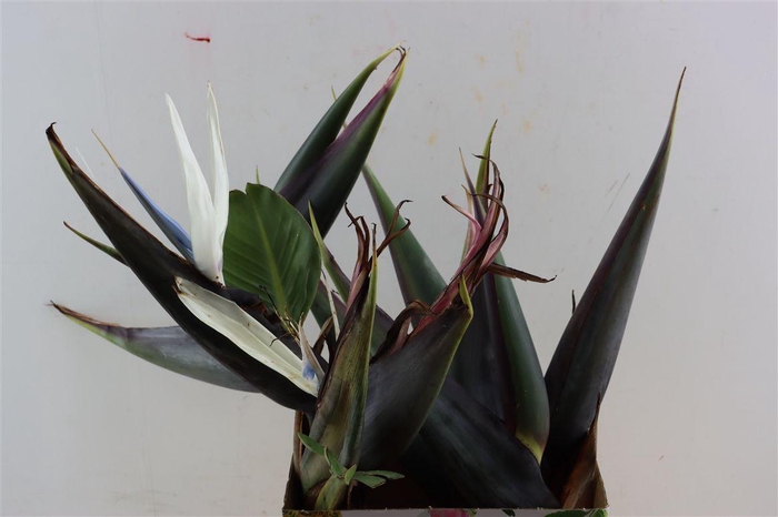 <h4>Strelitza White</h4>