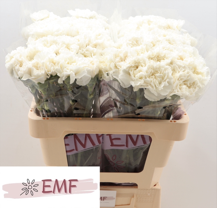 <h4>DI ST EVEREST</h4>