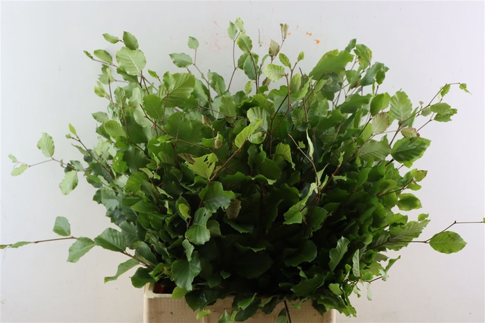 <h4>Fagus Sylvatica Groen</h4>
