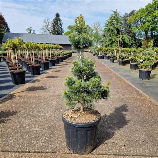 <h4>Pinus parviflora 'Bonnie Bergman'</h4>