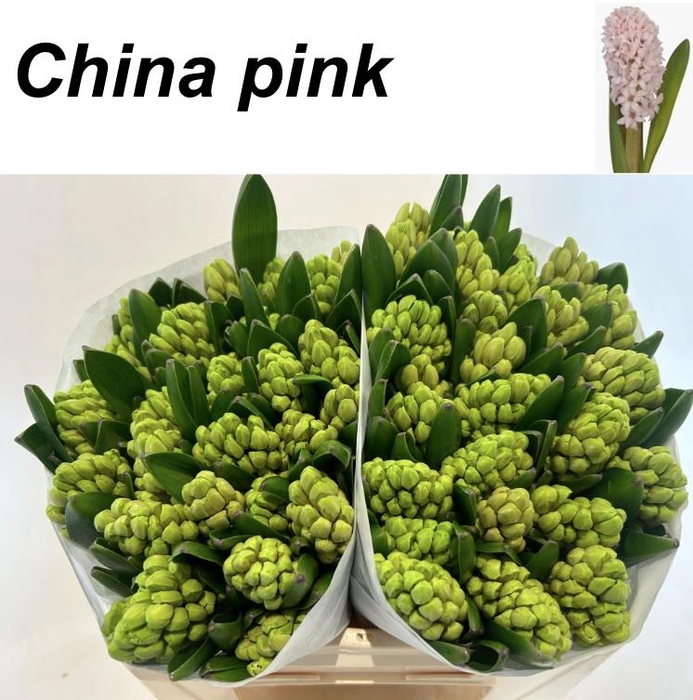 <h4>HYAC CHINA PINK</h4>