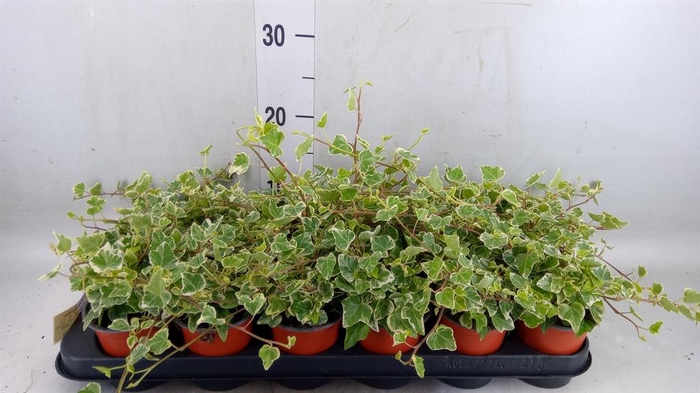 <h4>Hedera helix 'White Wonder'</h4>
