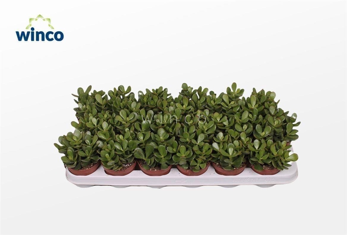 <h4>Crassula Minor</h4>