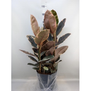 Ficus elastica 'Belize'