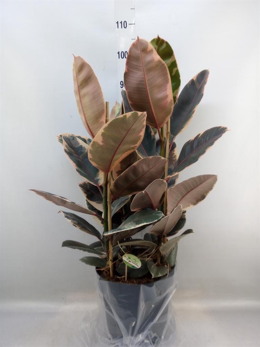 <h4>Ficus elastica 'Belize'</h4>