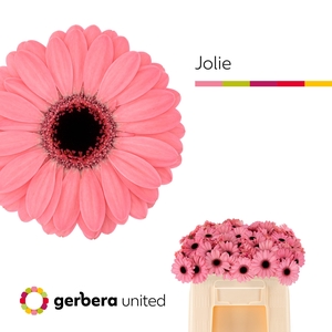 Germini Jolie Water/Hoes x80