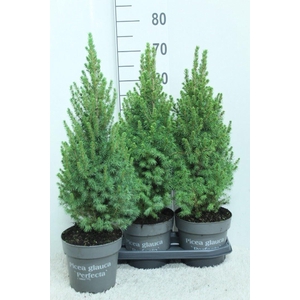 Picea glauca 'Perfecta'