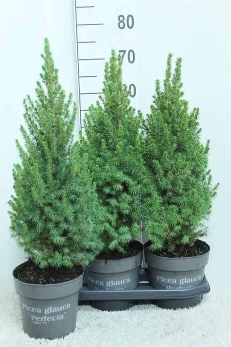 <h4>Picea glauca 'Perfecta'</h4>