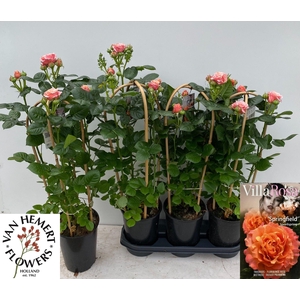 ROSA FL VR SPRINGFIE