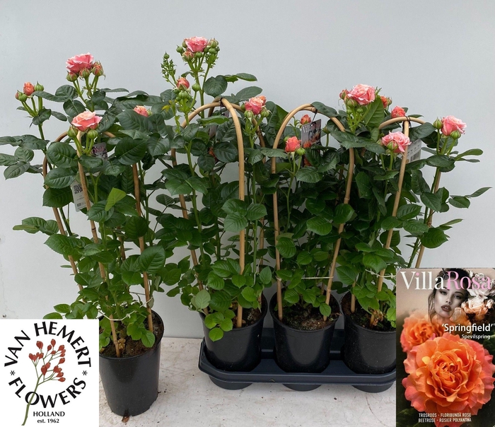 <h4>ROSA FL VR SPRINGFIE</h4>