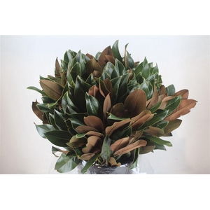 Magnolia 400gr P Bunch