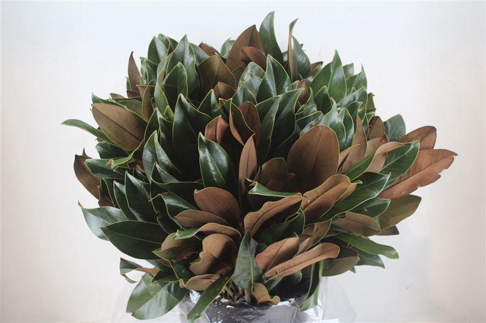 <h4>Magnolia 400gr P Bunch</h4>