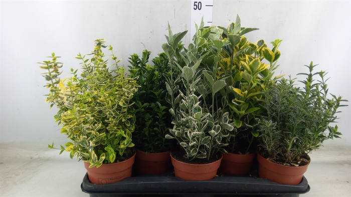 <h4>Euonymus japon.   ...mix</h4>